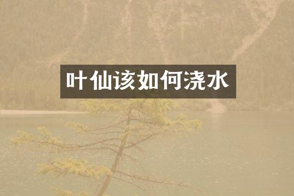 叶仙该如何浇水
