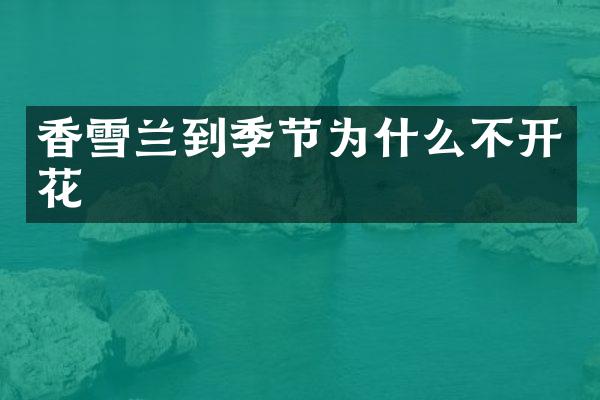 香雪兰到季节为什么不开花