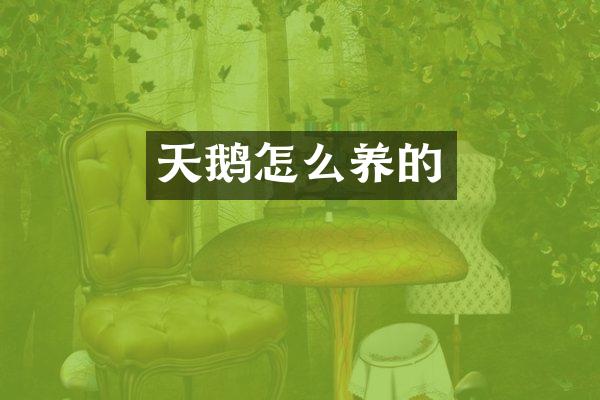 天鹅怎么养的