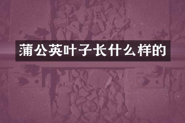 蒲公英叶子长什么样的