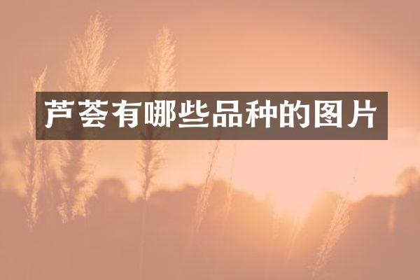 芦荟有哪些品种的图片