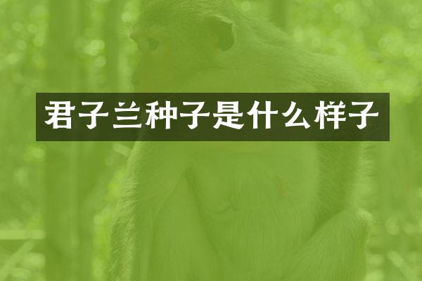 君子兰种子是什么样子
