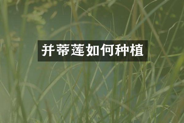 并蒂莲如何种植