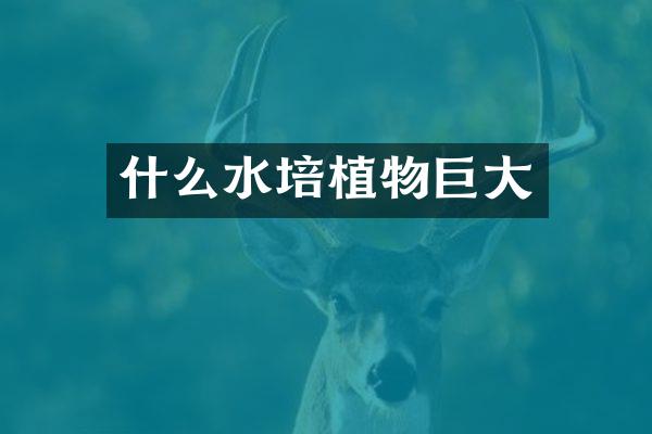 什么水培植物巨大