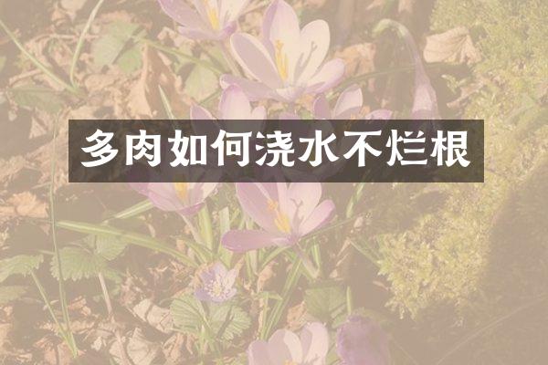 多肉如何浇水不烂根