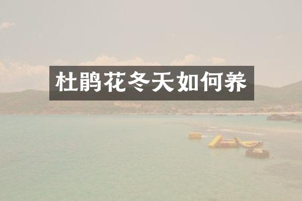 杜鹃花冬天如何养