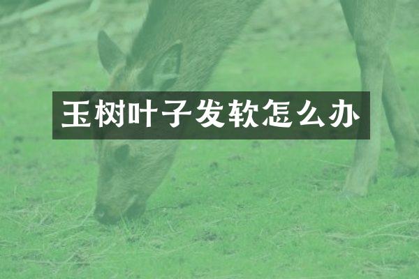 玉树叶子发软怎么办