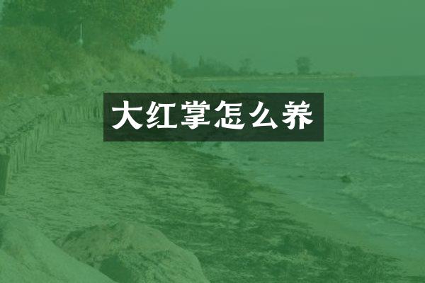 大红掌怎么养
