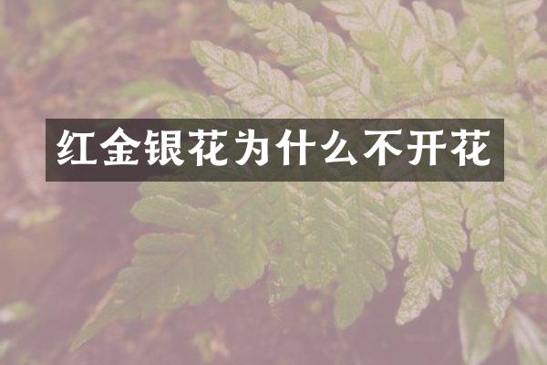 红金银花为什么不开花