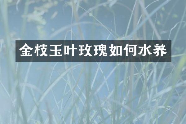 金枝玉叶玫瑰如何水养