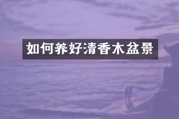 如何养好清香木盆景