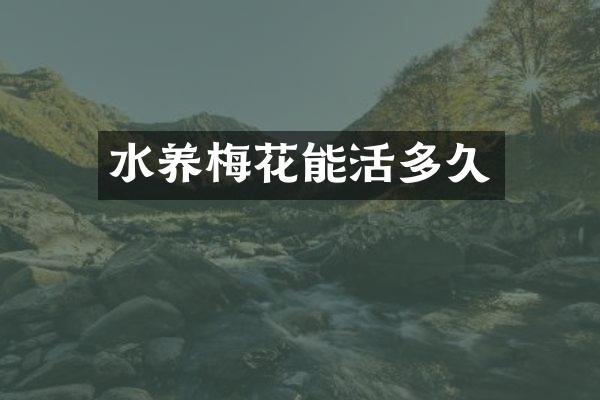 水养梅花能活多久