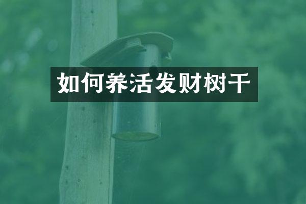 如何养活发财树干