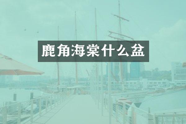 鹿角海棠什么盆