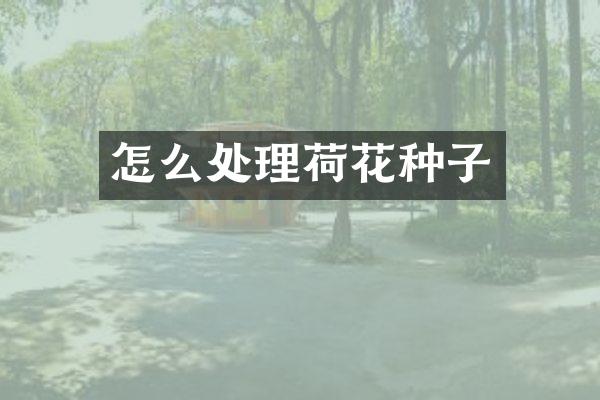 怎么处理荷花种子