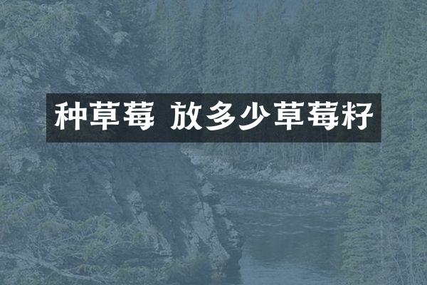 种草莓 放多少草莓籽