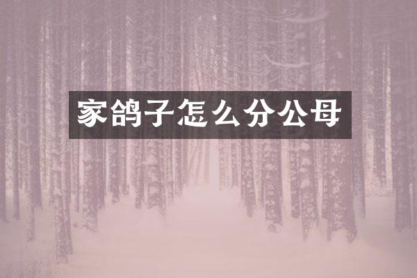家鸽子怎么分公母