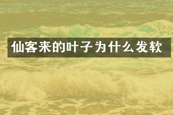 仙客来的叶子为什么发软