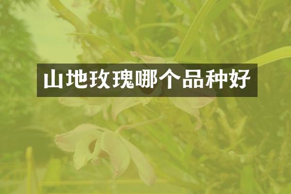 山地玫瑰哪个品种好