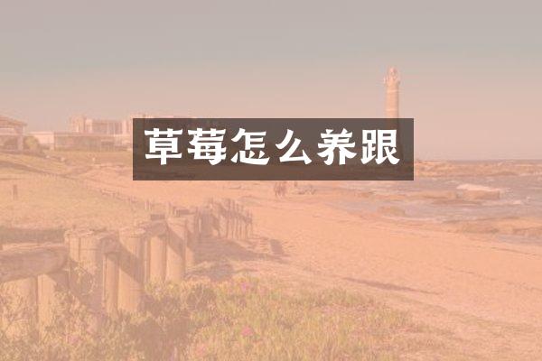 草莓怎么养跟