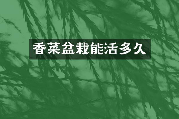 香菜盆栽能活多久