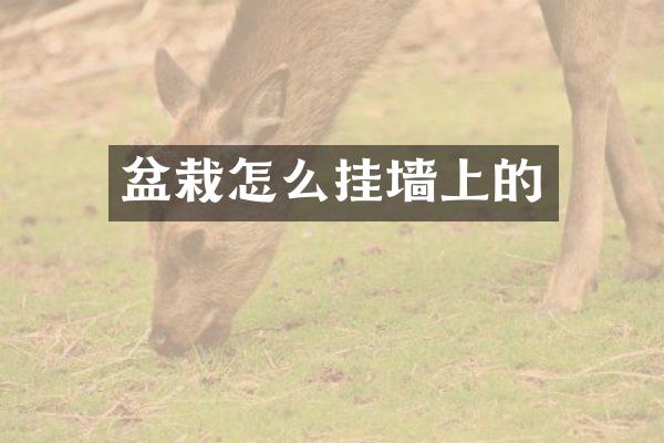 盆栽怎么挂墙上的