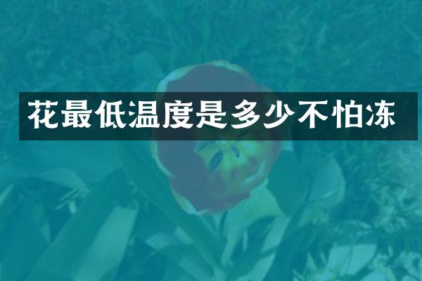 花最低温度是多少不怕冻