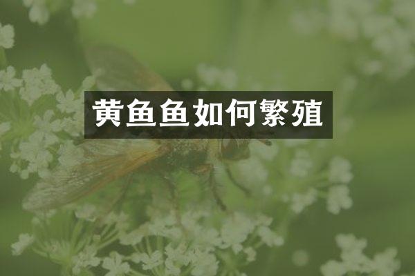 黄鱼鱼如何繁殖