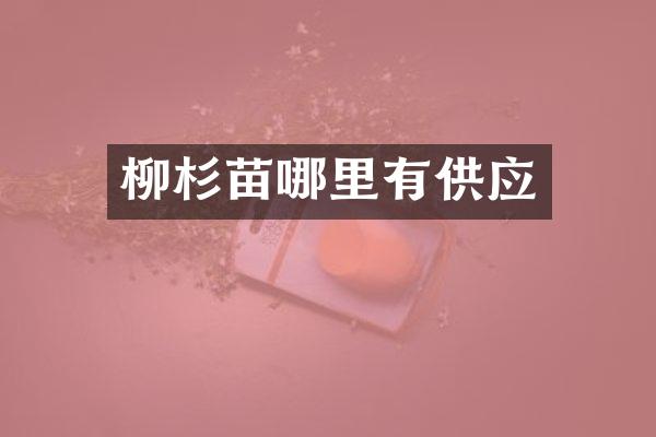 柳杉苗哪里有供应