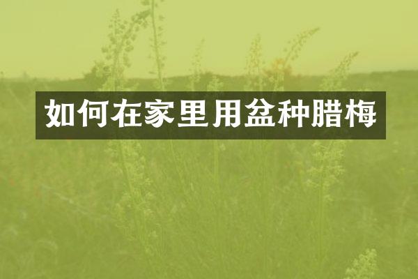 如何在家里用盆种腊梅
