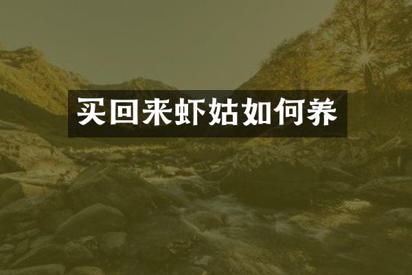 买回来虾姑如何养