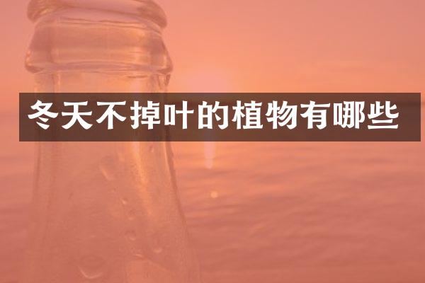 冬天不掉叶的植物有哪些