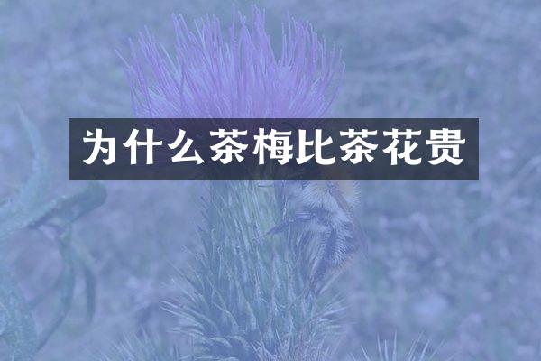 为什么茶梅比茶花贵