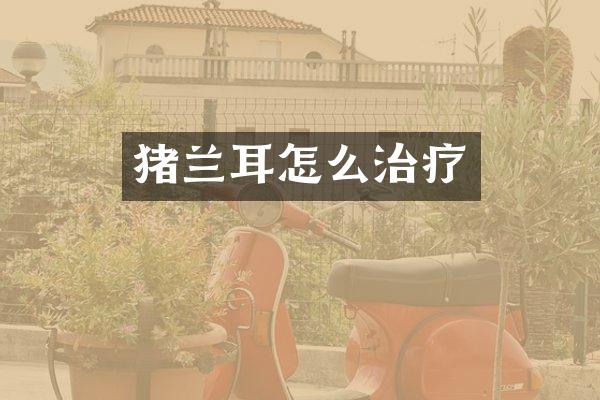 猪兰耳怎么治疗