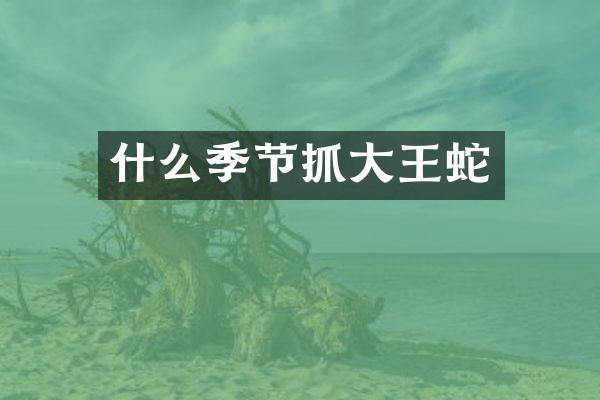 什么季节抓大王蛇