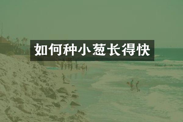 如何种小葱长得快