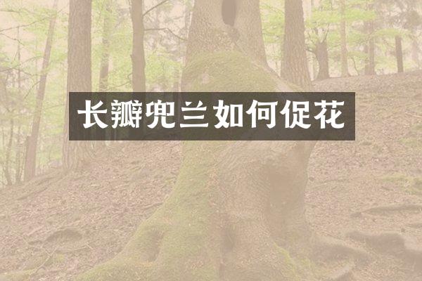 长瓣兜兰如何促花