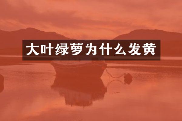 大叶绿萝为什么发黄