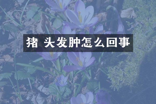 猪 头发肿怎么回事
