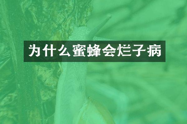 为什么蜜蜂会烂子病