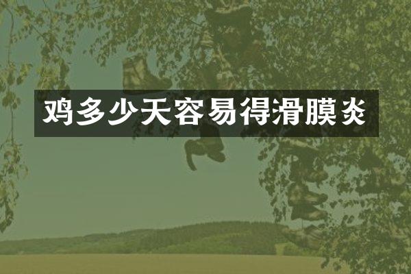 鸡多少天容易得滑膜炎