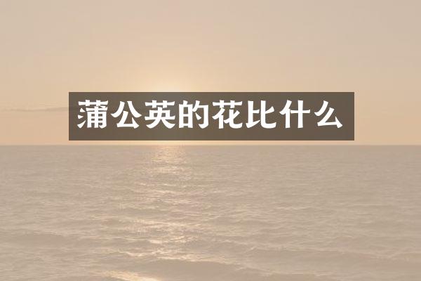 蒲公英的花比什么