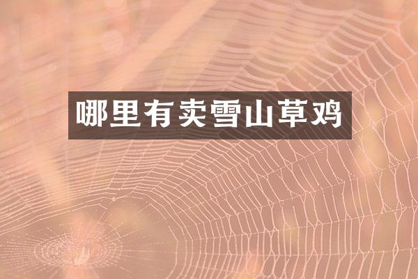 哪里有卖雪山草鸡