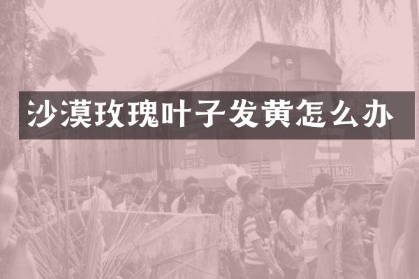 沙漠玫瑰叶子发黄怎么办