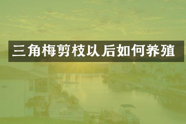 三角梅剪枝以后如何养殖