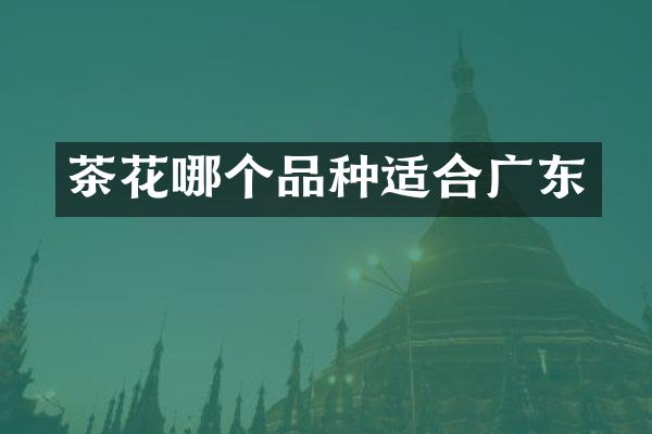 茶花哪个品种适合广东