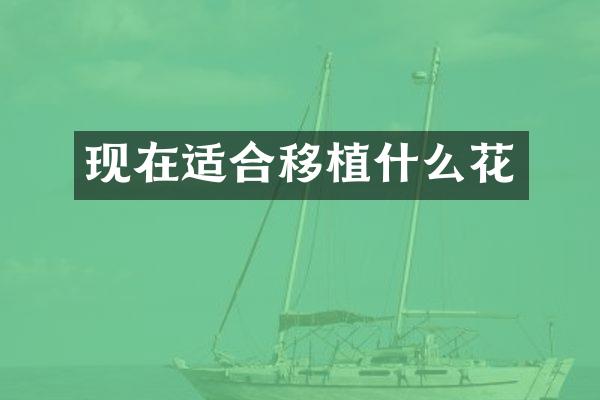 现在适合移植什么花
