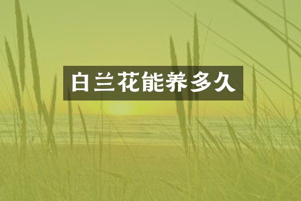白兰花能养多久