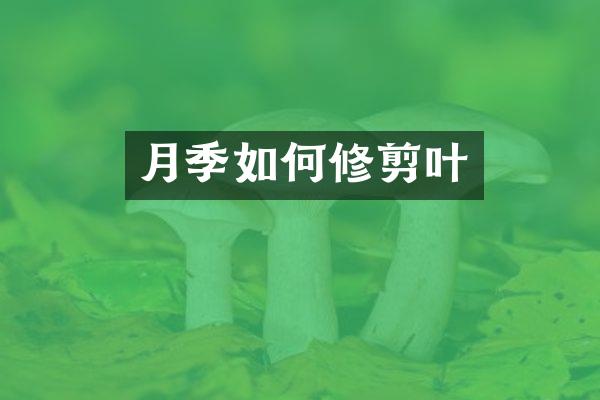 月季如何修剪叶