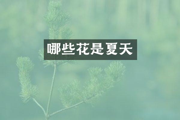 哪些花是夏天